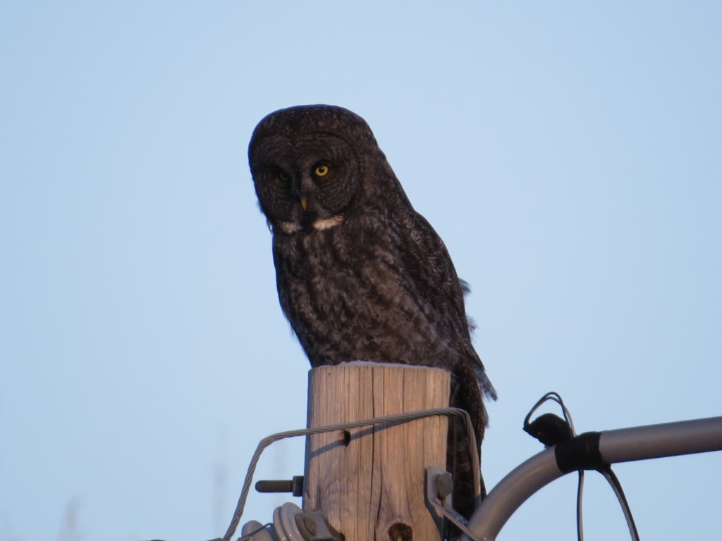 Great Gray Owl