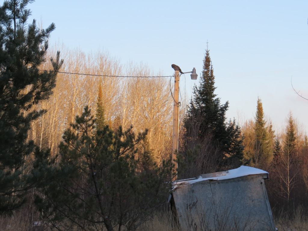 Great Gray Owl