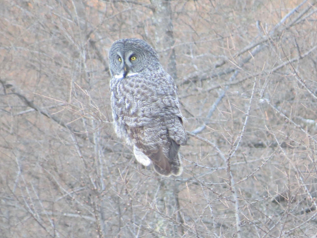 Great Gray Owl