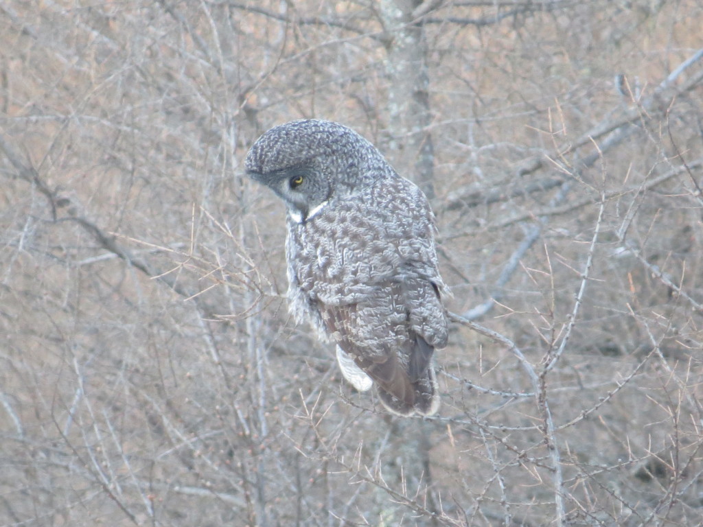 Great Gray Owl