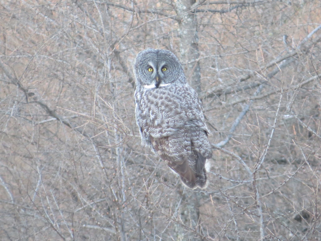 Great Gray Owl