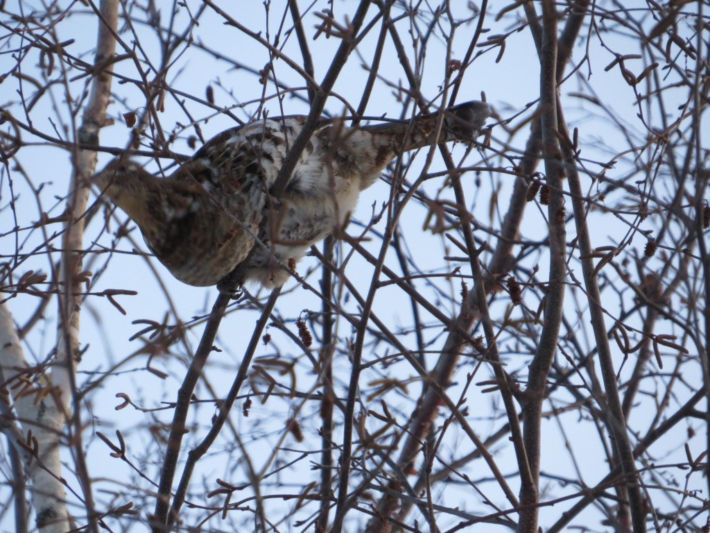 Ruffed Grouse