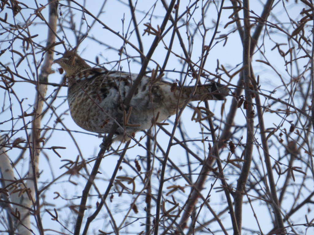 Ruffed Grouse