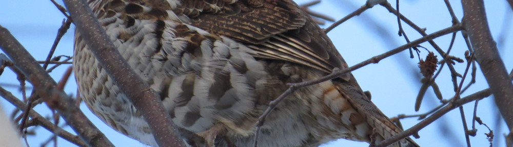 Ruffed Grouse