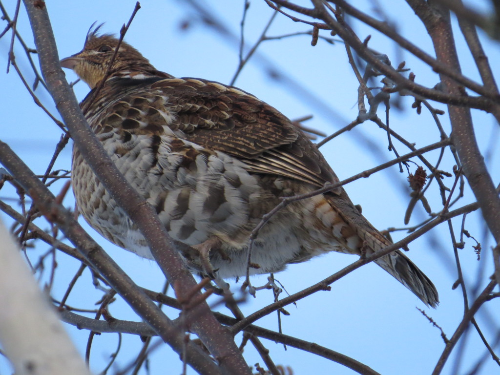 Ruffed Grouse