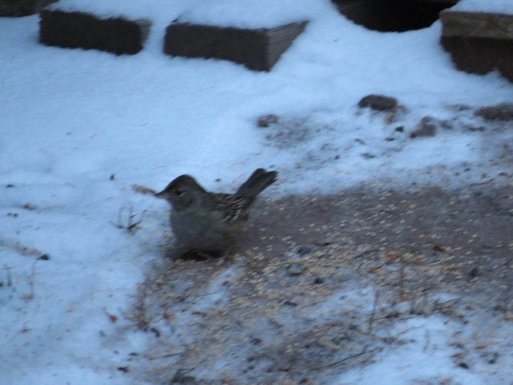 Golden-crowned Sparrow