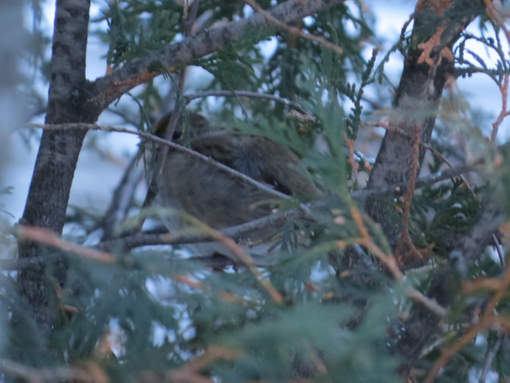 Golden-crowned Sparrow