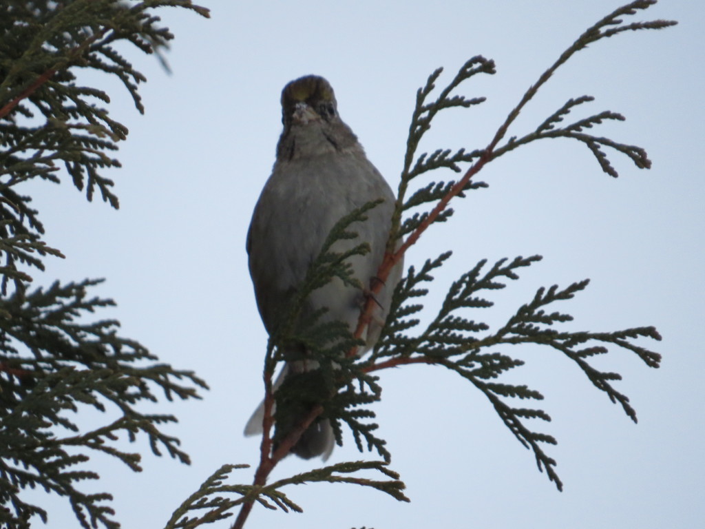 Golden-crowned Sparrow