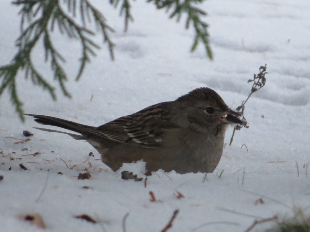 Golden-crowned Sparrow