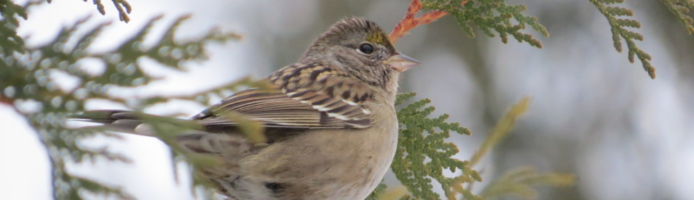 Golden-crowned Sparrow