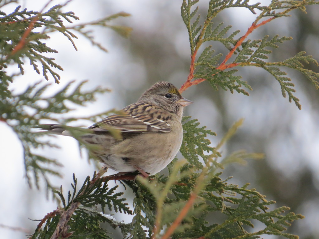 Golden-crowned Sparrow