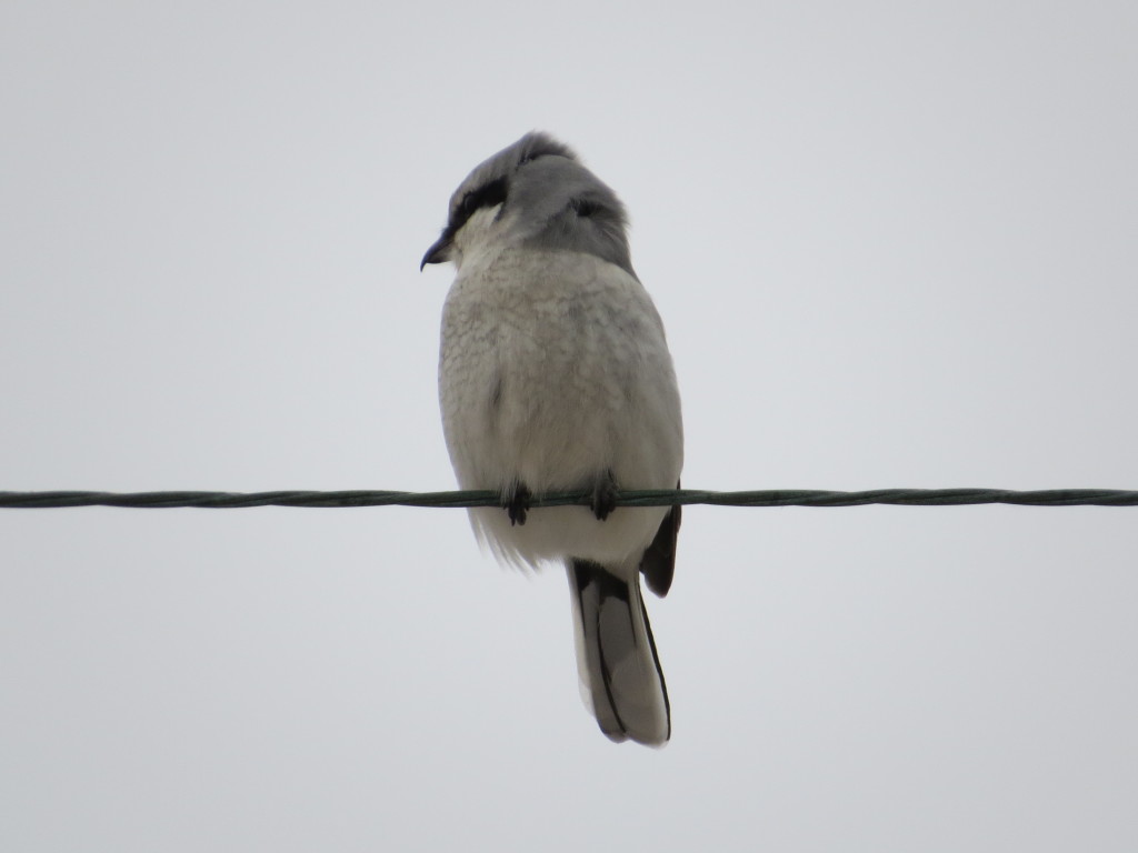 Northern Shrike