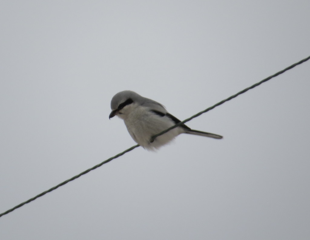 Northern Shrike