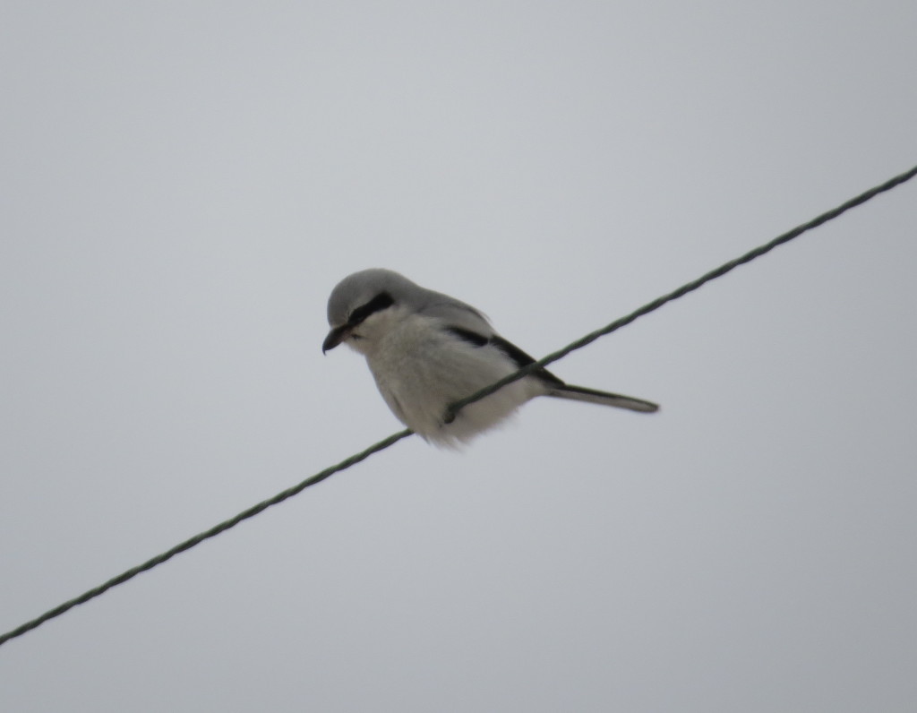 Northern Shrike