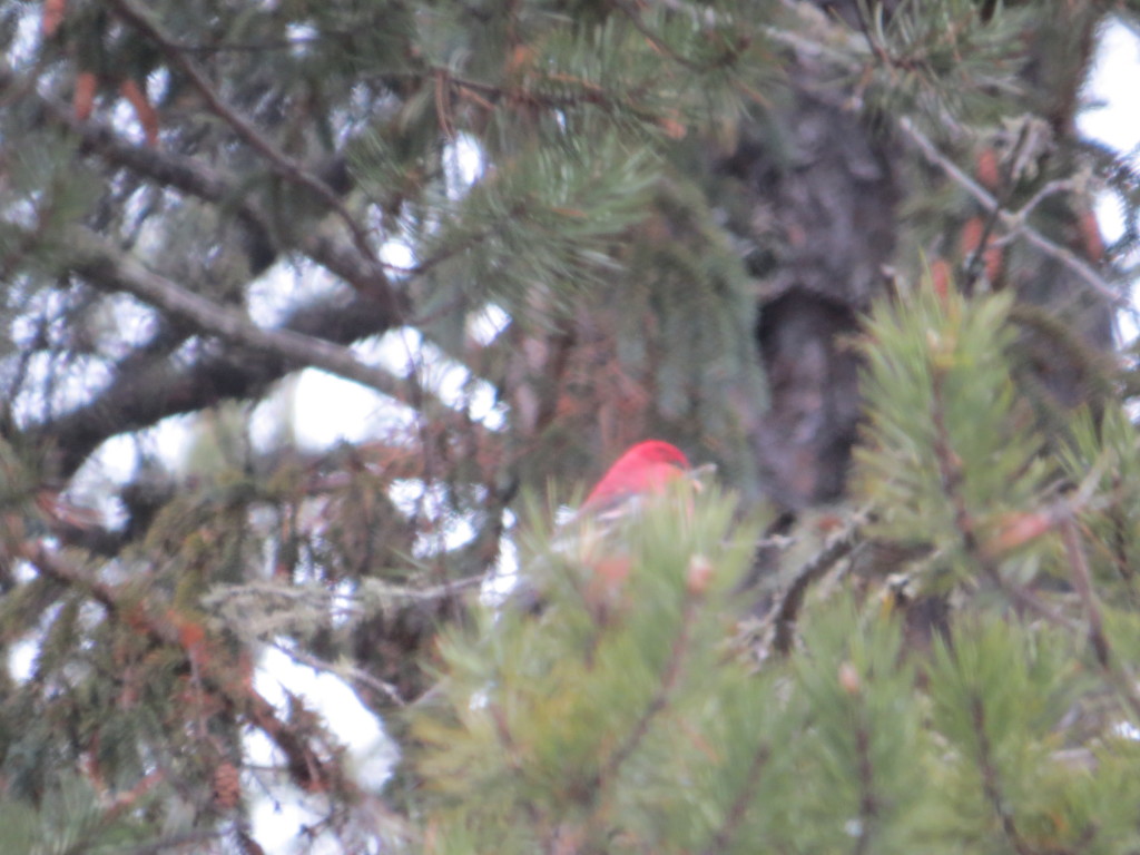 Pine Grosbeak