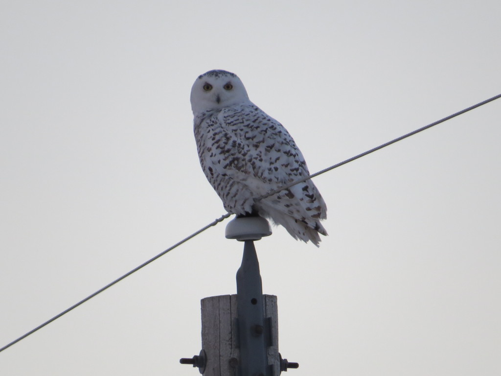 Snowy Owl