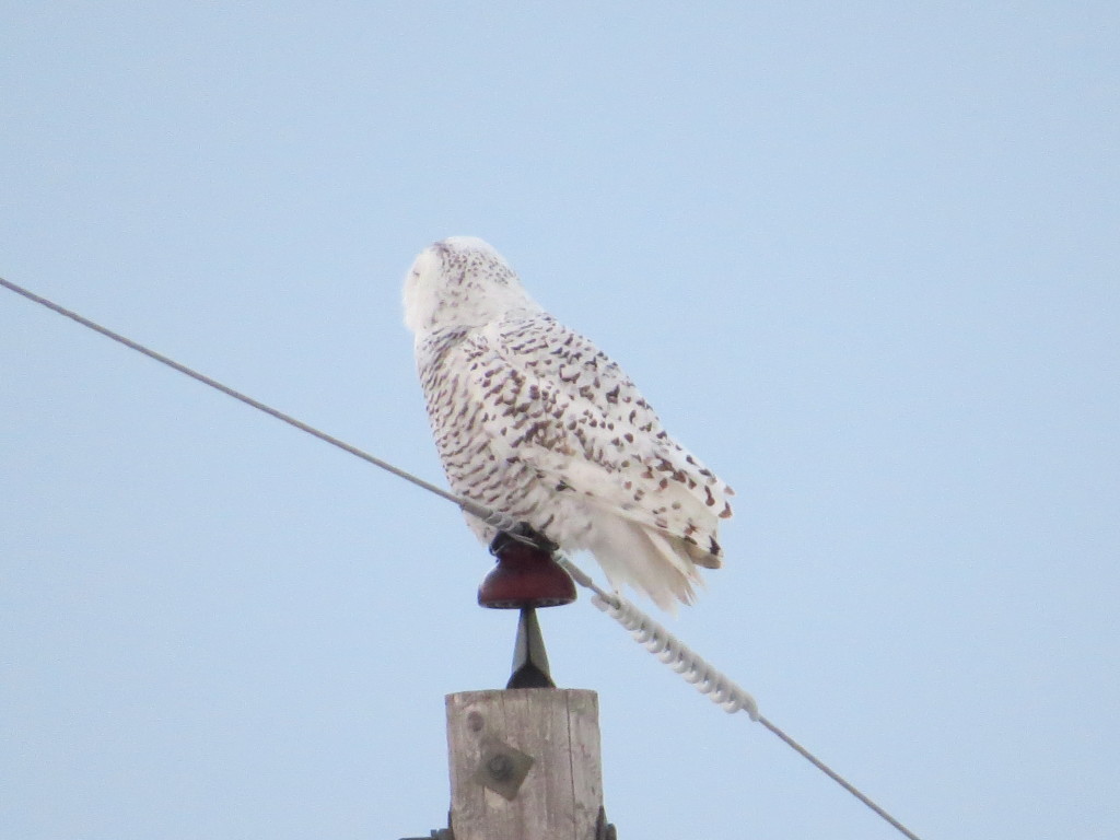 Snowy Owl