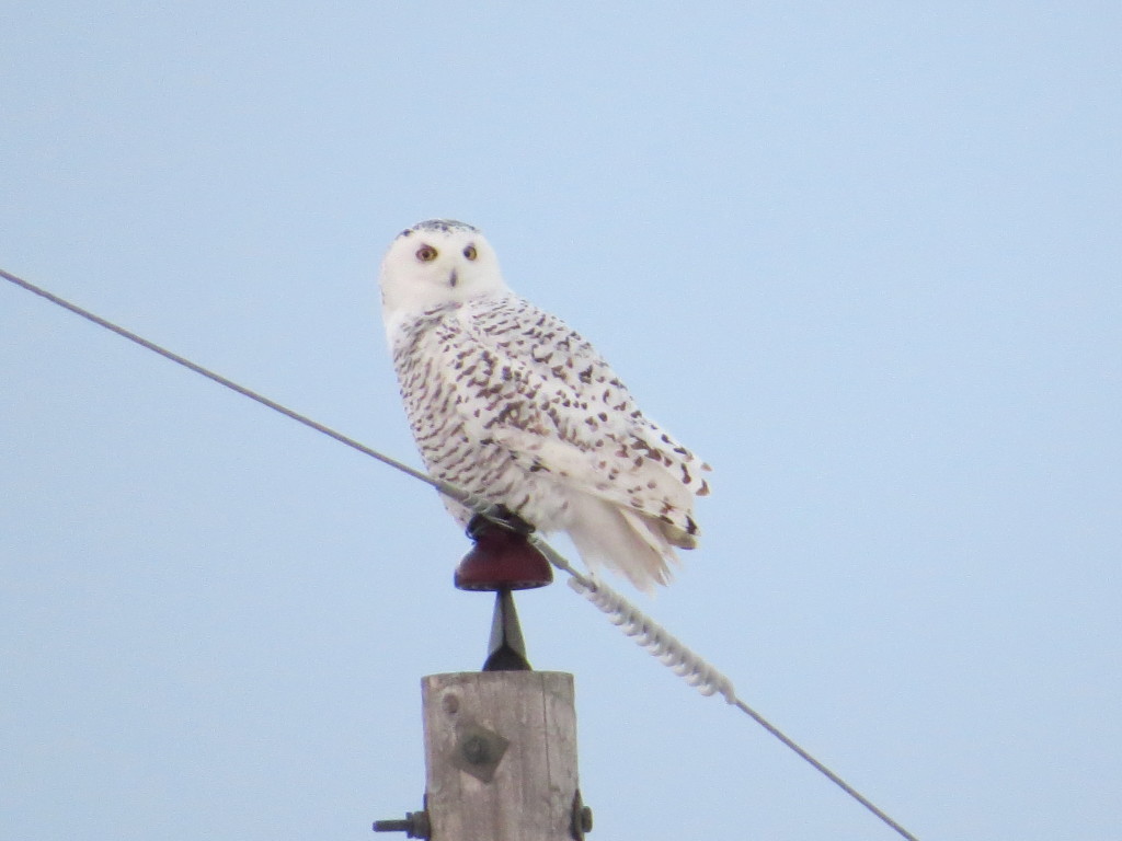 Snowy Owl