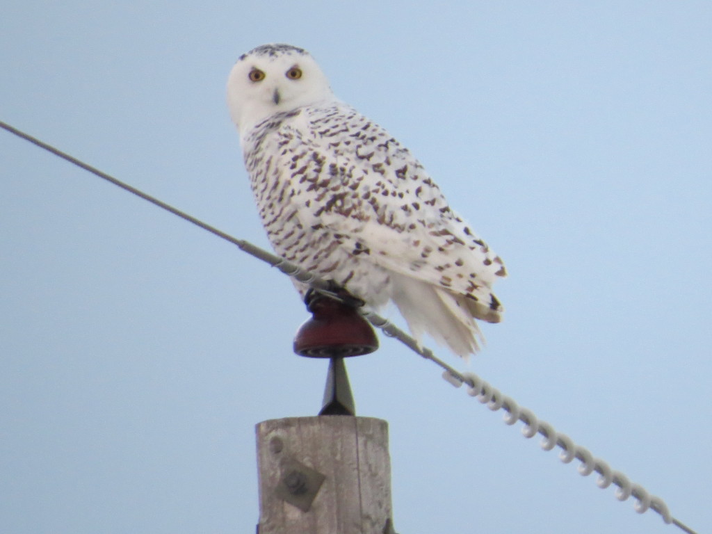 Snowy Owl