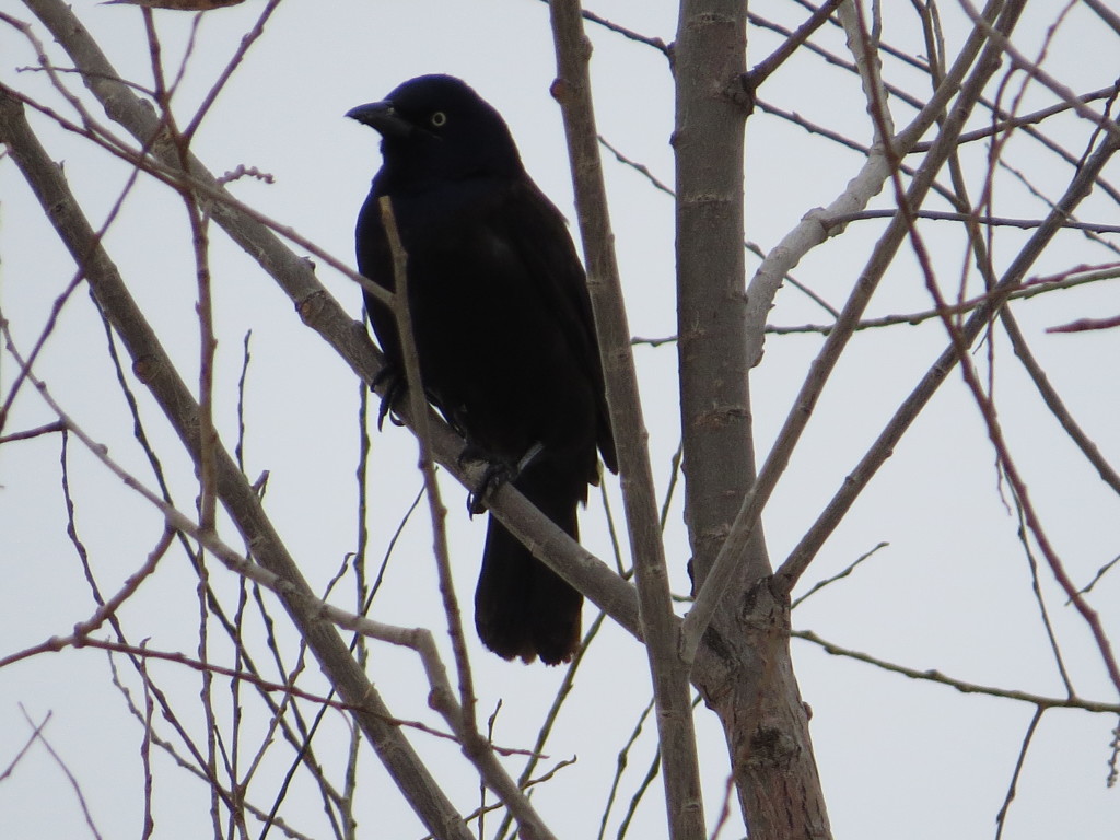 Common Grackle