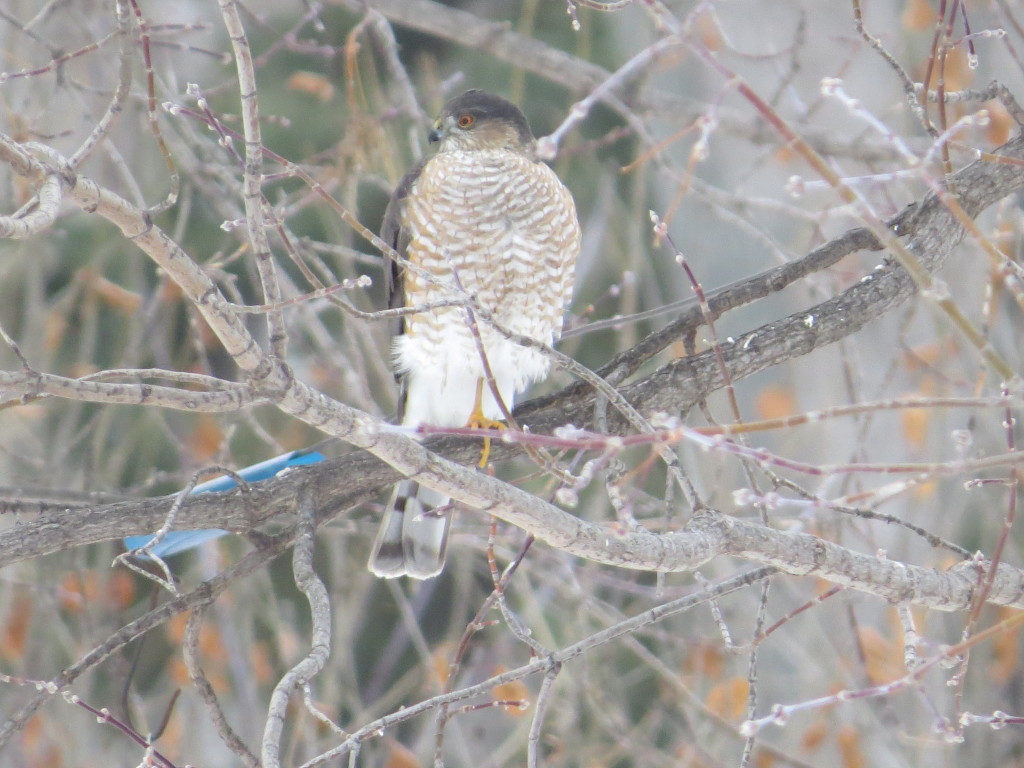 Sharp-shinned Hawk