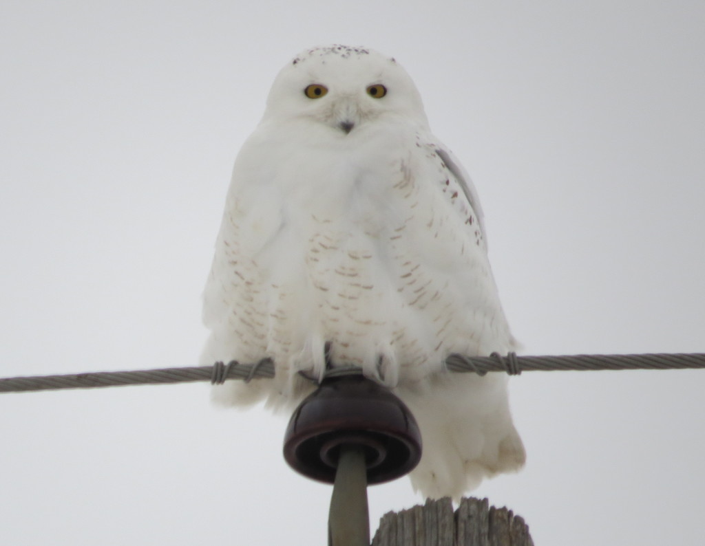 Snowy Owl