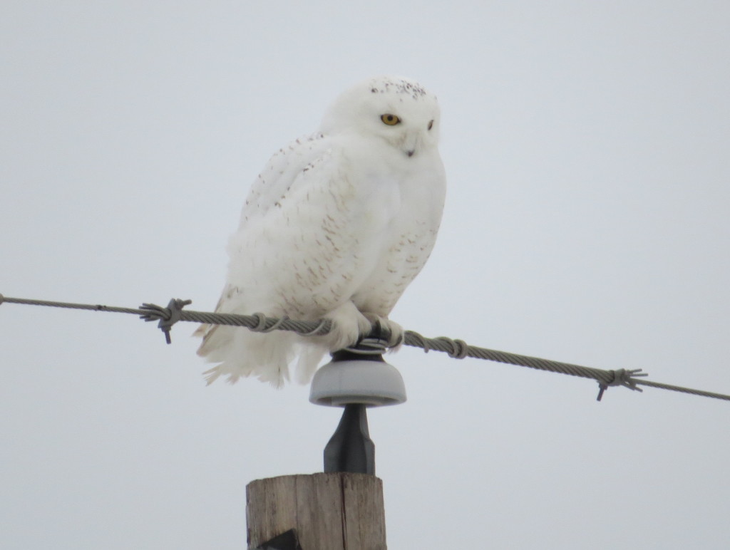 Snowy Owl