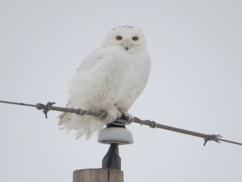 Snowy Owl