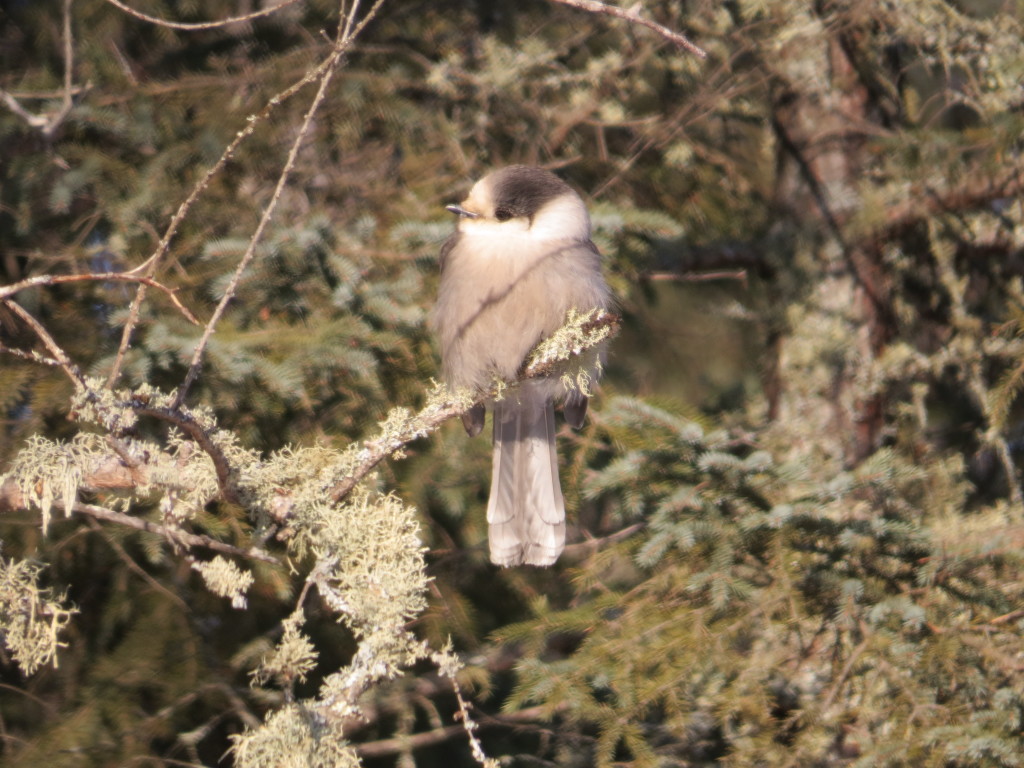 Gray Jay