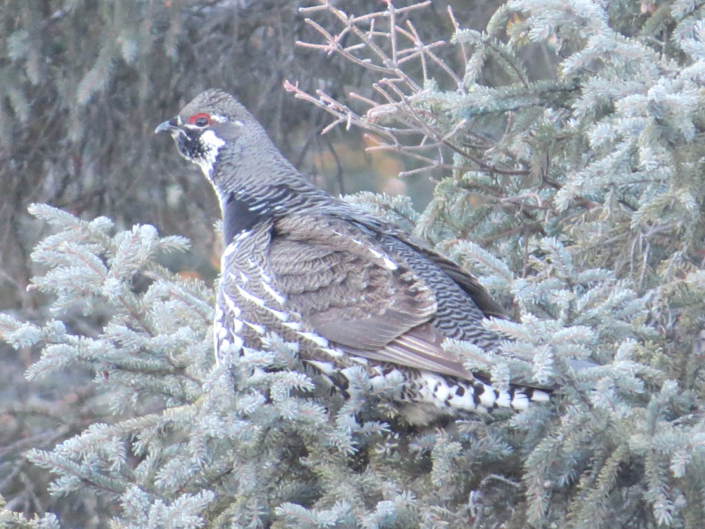 Spruce Grouse