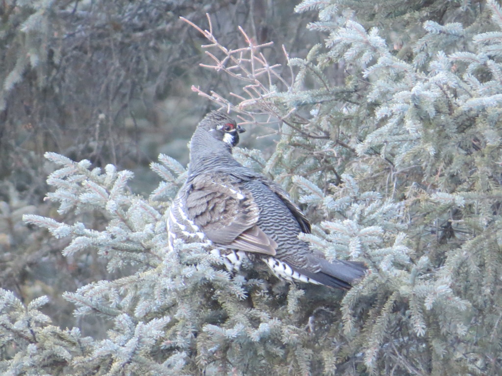 Spruce Grouse