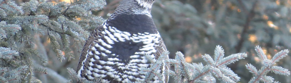 Spruce Grouse