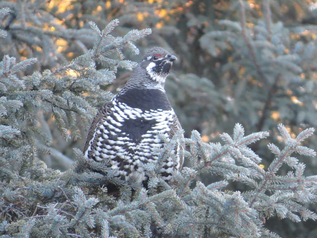 Spruce Grouse