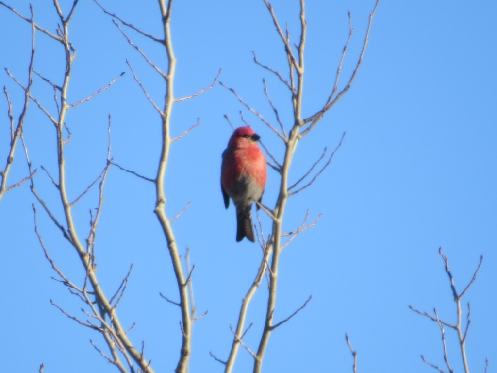 Pine Grosbeak