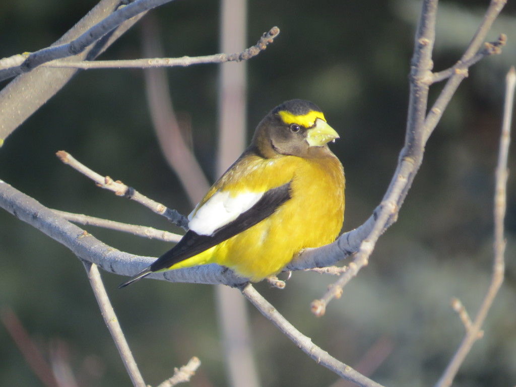 Evening Grosbeak