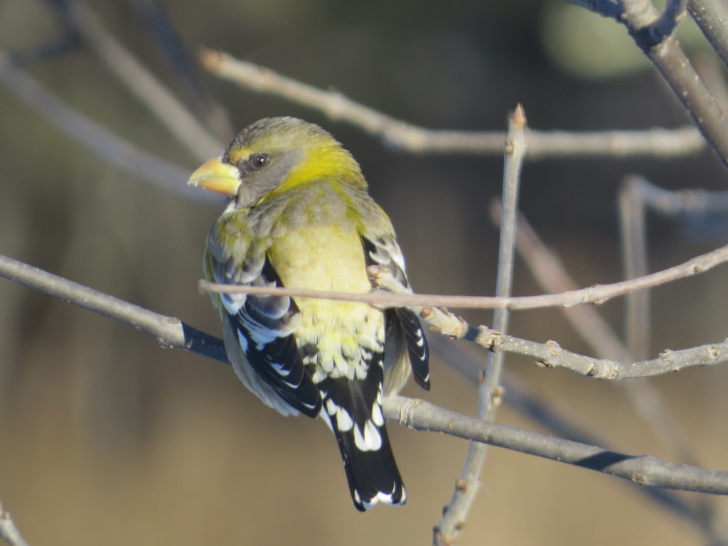 Evening Grosbeak