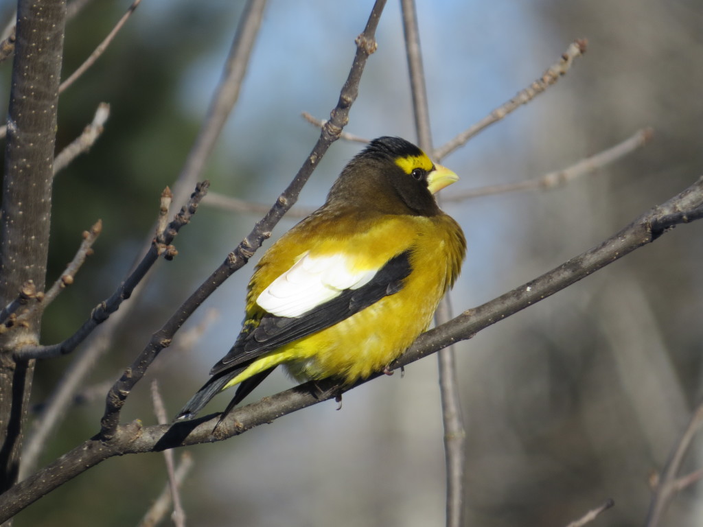 Evening Grosbeak