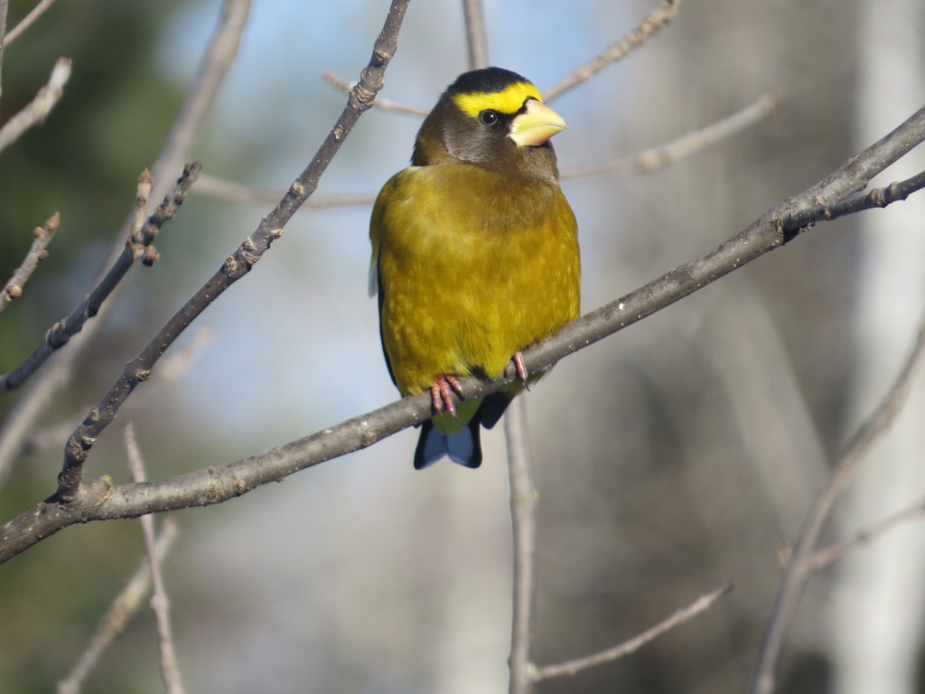 Evening Grosbeak