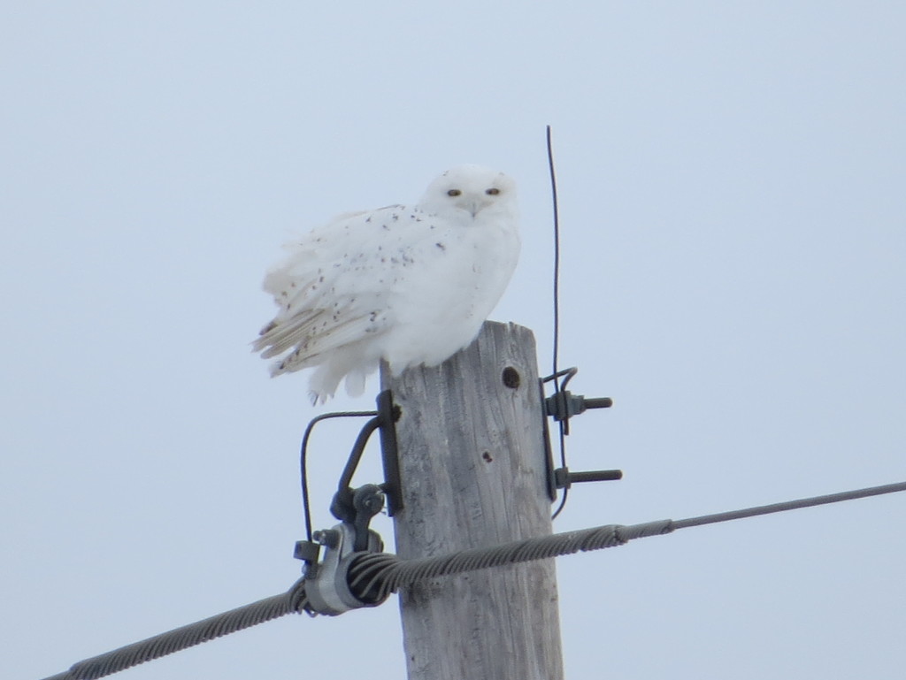 Snowy Owl