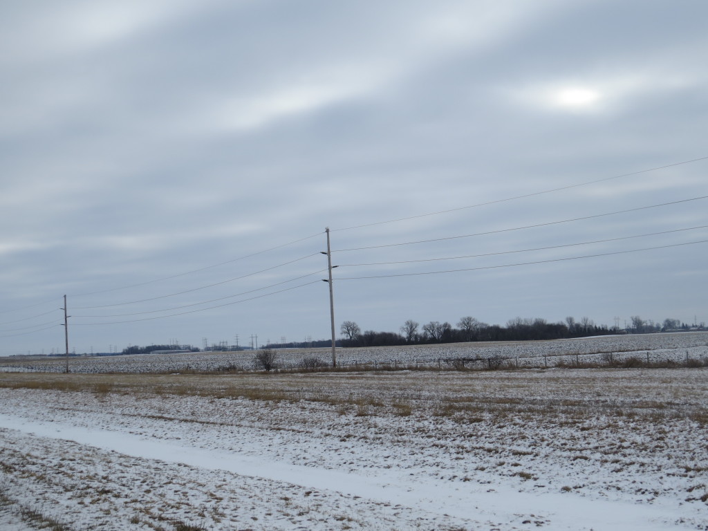 Snowy Owl