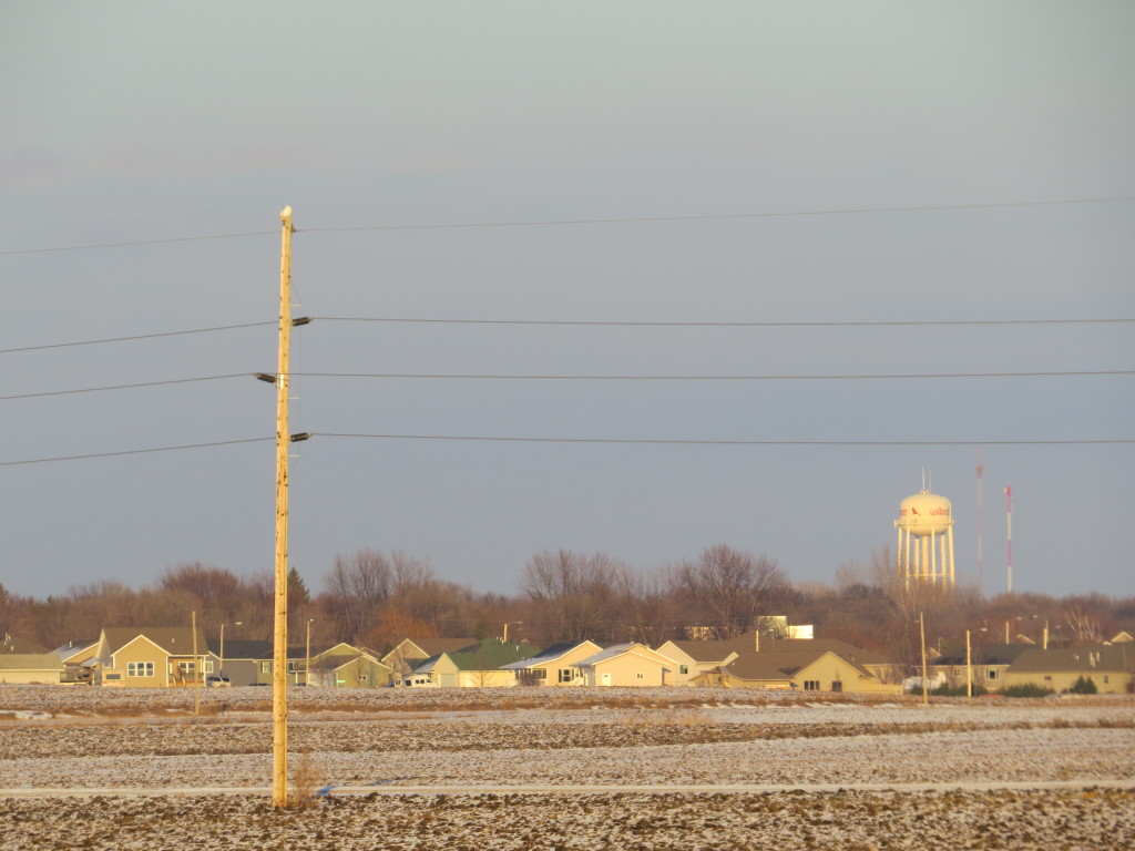 Snowy Owl Willmar