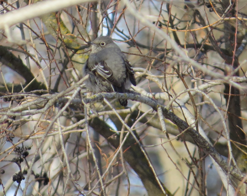 Townsend's Solitaire