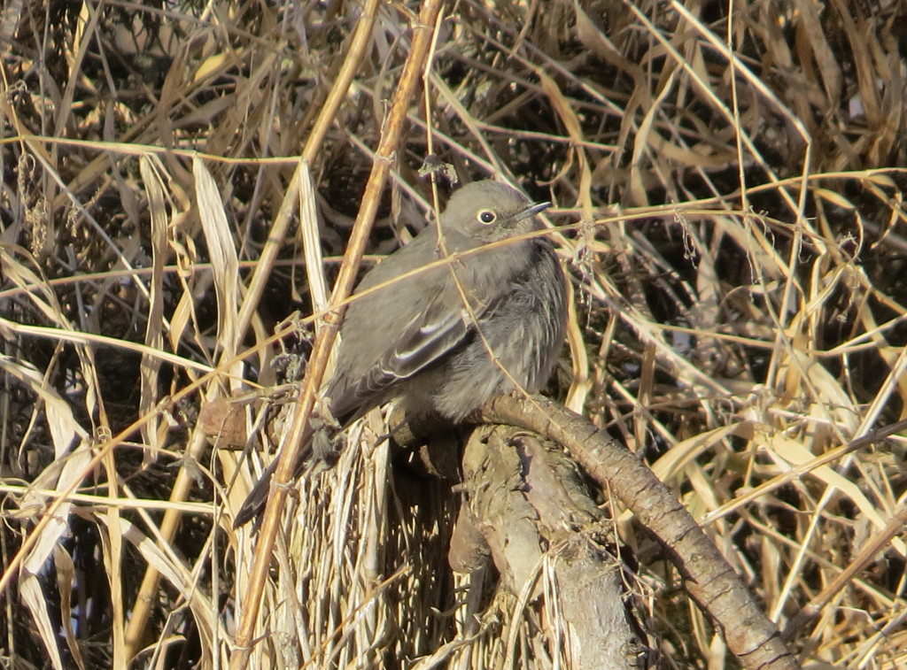 Townsend Solitaire