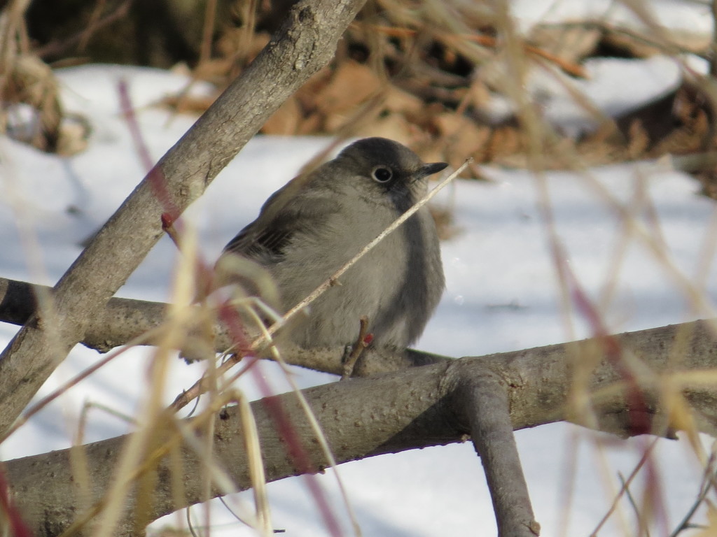 Townsends Solitaire