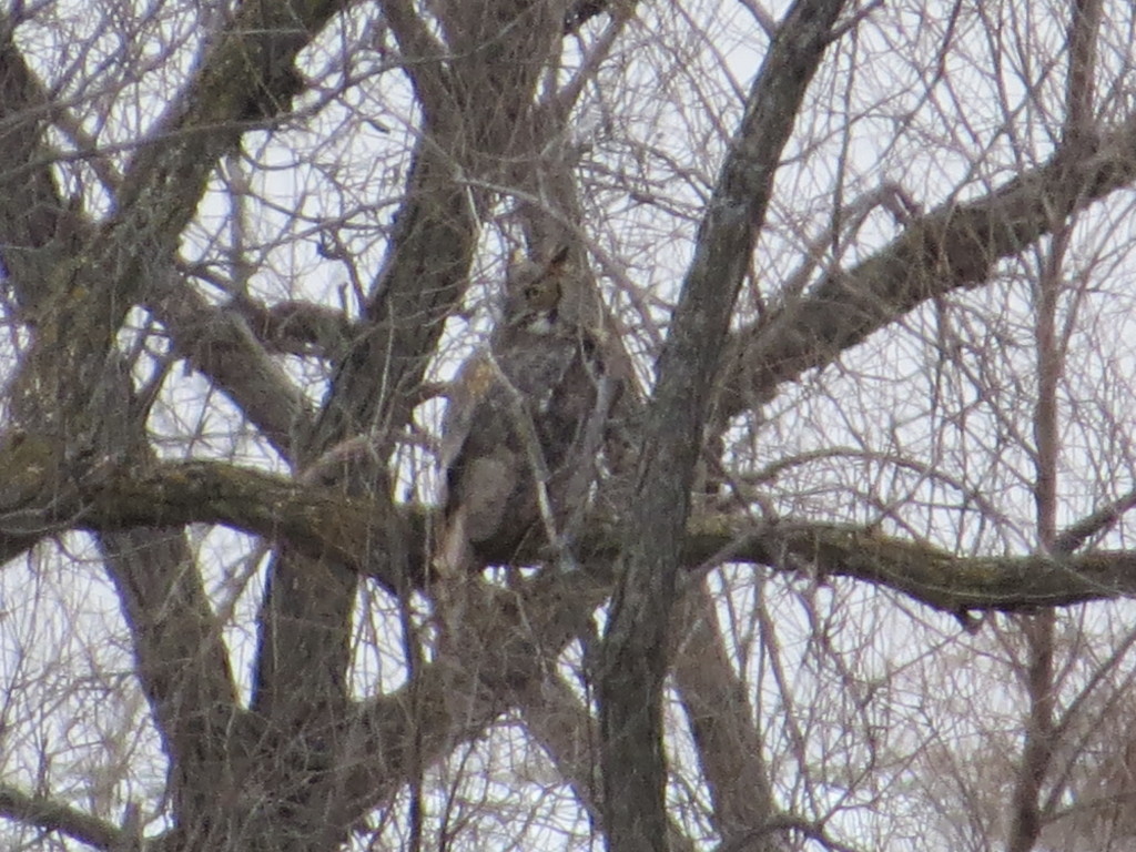 Great Horned Owl