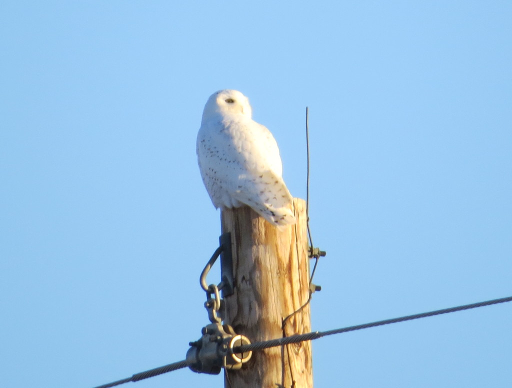 Snowy Owl Willmar