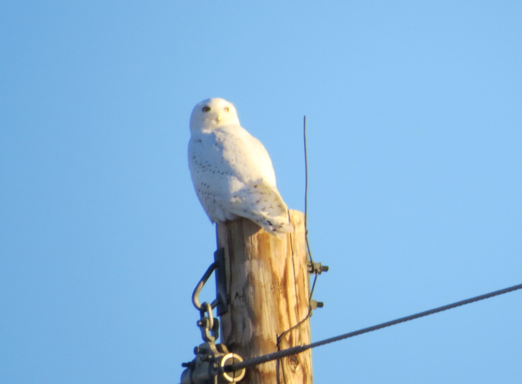 Snowy Owl -Willmar