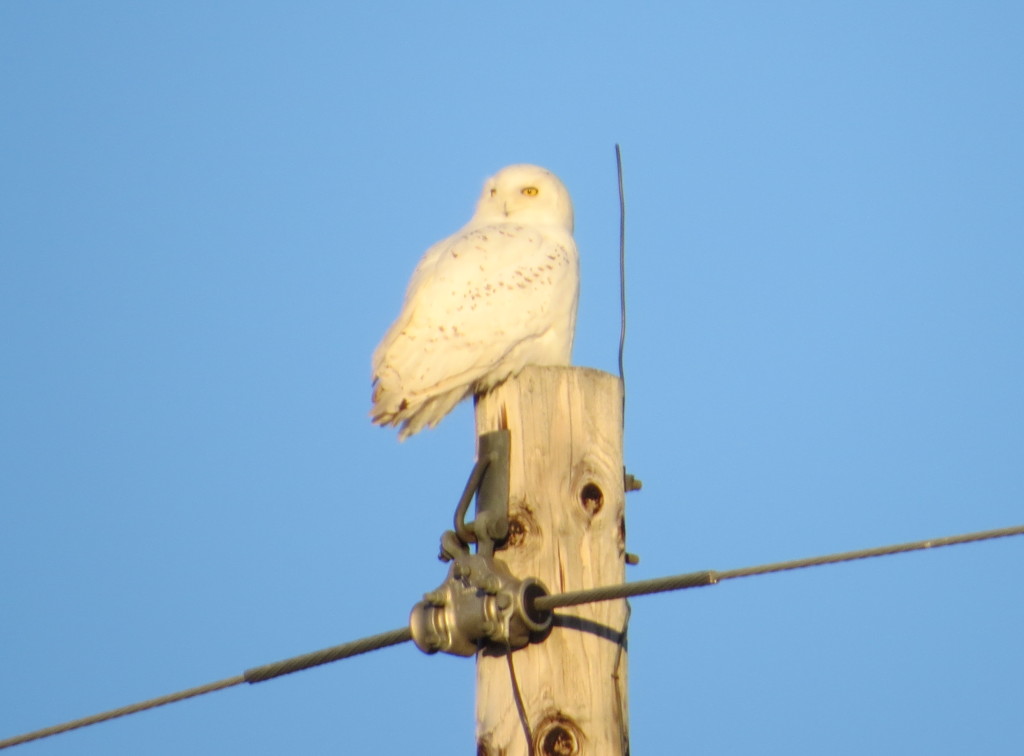 Willmar Snowy Owl