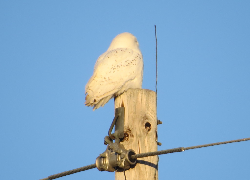 Snowy Owl Willmar