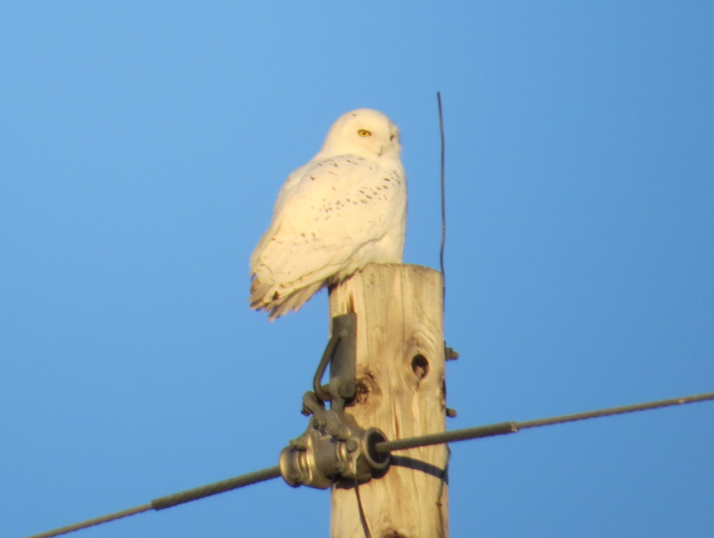 Willmar Snowy Owl